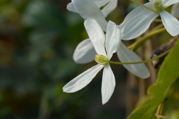 Snowdrift evergreen Clematis