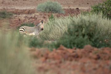 Fototapeta na wymiar Zebra in Kaokoland