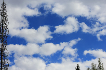 Small fluffy clouds and a dead tree on the left side of the photo.