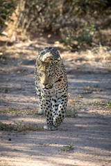 leopard stalking