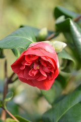 Obraz premium Camellia Lady Campbell