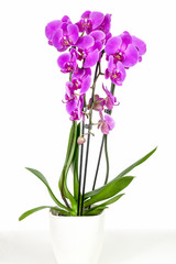 Violet orchid in flowerpot