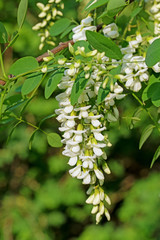 Blühende Robinie, Robinia pseudoacacia