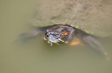 Closeup Red-eared slider (Trachemys scripta elegans) swimming in the pond.