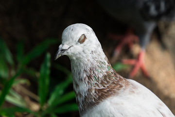Closeup Rock pigeon or Feral pigeon (Columba livia) eye in urban park, Thailand.