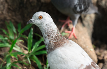 Closeup Rock pigeon or Feral pigeon (Columba livia) eye in urban park, Thailand.
