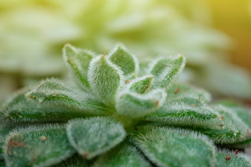 Close up of succulent Echeveria plant in mini pot,The leaves are compressed into layers. 
