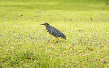 Striated Heron (Butorides striata) walking on green grass in urban park.