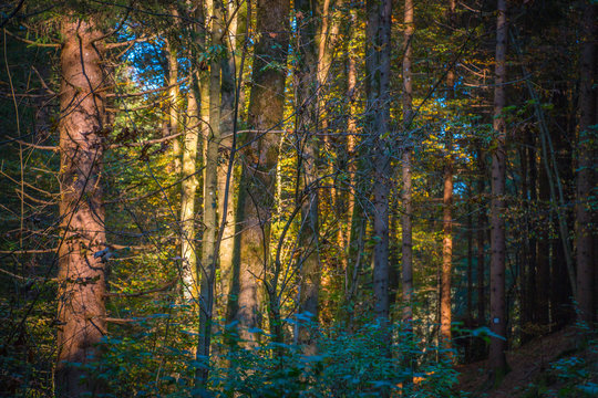 Wald in Warmbad
