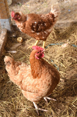 Child with hen