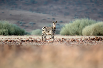 Zebra in Kaokoland