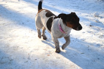 dog on beach
