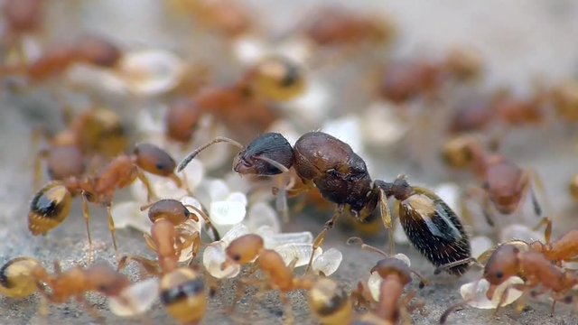 Ameisen, Themnothorax, K&ouml;nigin mit Arbeiterinnen und Larven