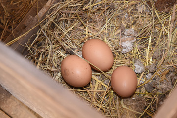 Child with hen