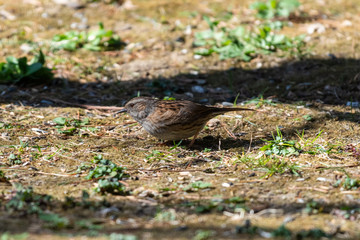 Passera scopaiola (Prunella modularis)
