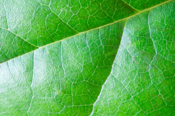 Leaf texture or leaf background for design.  Art stylization