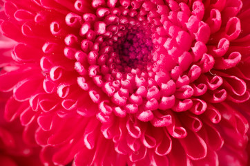 Close photograph of a flower. Macro photography. Art stylization