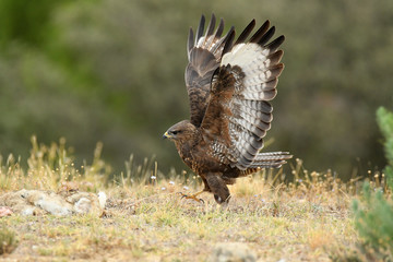 Aguila ratonero con un conejo