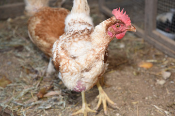 hen
