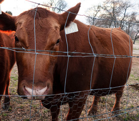 Red Angus cow at a fence on a farm