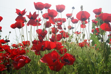 Obraz premium wiosenny krajobraz, pole czerwonych maków o zachodzie słońca.oltu / erzurum / turcja