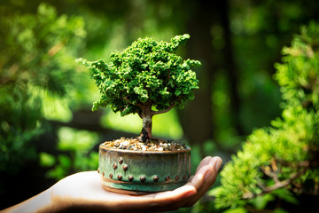 Sekka Hinoki bonsai in Hand - obrazy, fototapety, plakaty