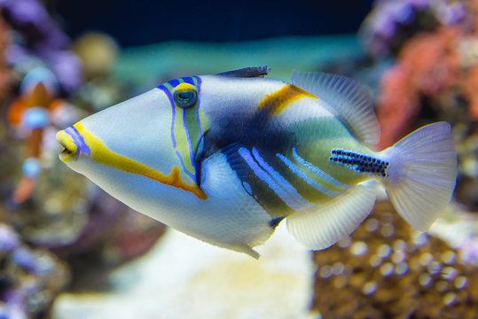 Triggerfish in aquarium