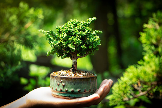 Sekka Hinoki bonsai in Hand