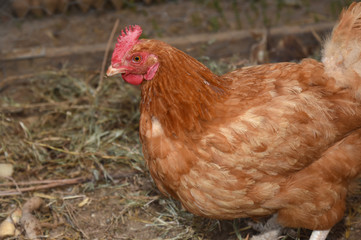 hen