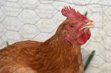 hen