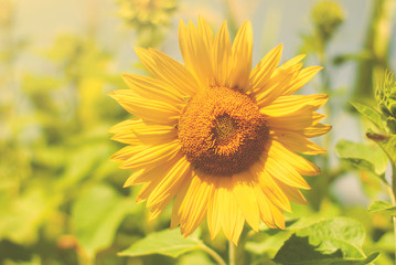 Field of sunflowers . Close up of sunflower against a field in Europe