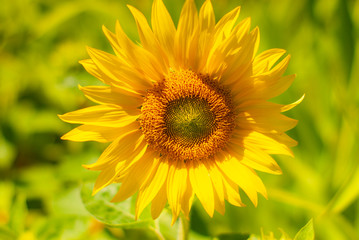 Field of sunflowers . Close up of sunflower against a field in Europe