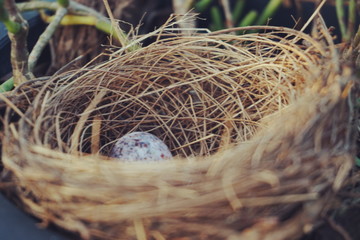 bird s nest with egg in the garden