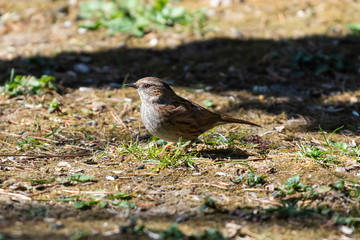 Passera scopaiola (Prunella modularis)