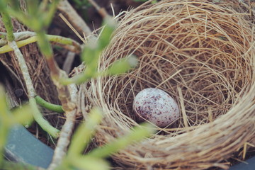 bird s nest with egg in the garden