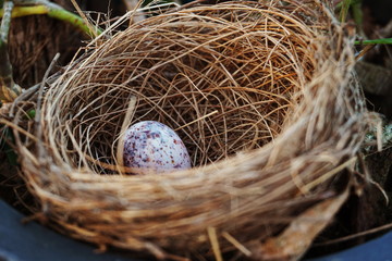 bird s nest with egg in the garden