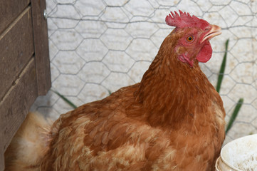 hen