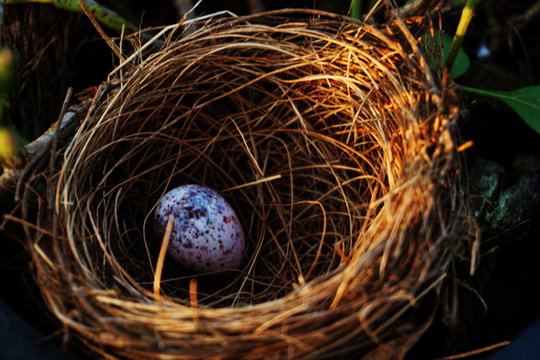 bird s nest with egg in the garden