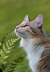 Beautiful cat with green leaves in garden looking for birds