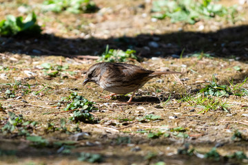 Passera scopaiola (Prunella modularis)