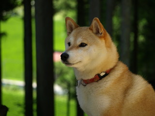 Obraz premium 森の中の柴犬