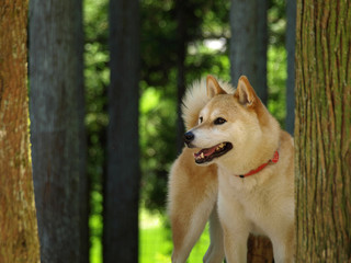 森の中の柴犬