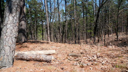 Loblolly pine trees mixed with oak in eastern Oklahoma