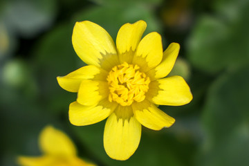 京都ぶらり、春の花