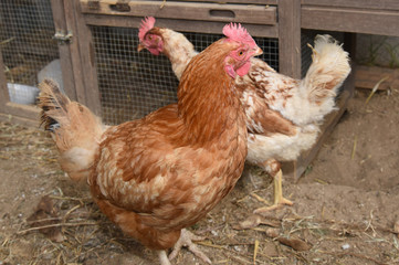 hen