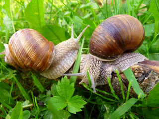 snail gliding on wooden log and green leaf
