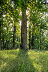 Sun Behind Tree in Forest