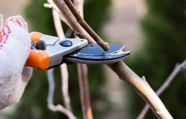 Closeup of spring pruning of fruit trees.