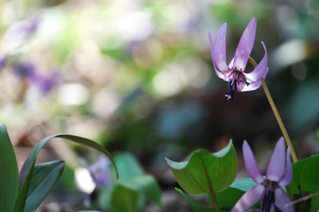 春の風景・かたくりの花