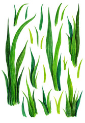Hand drawn watercolor grass set isolated on white background. Sketch green-fodder. Green grass pattern. Abstract herb. Summer juicy thick grass collection. Spring fresh grass kit